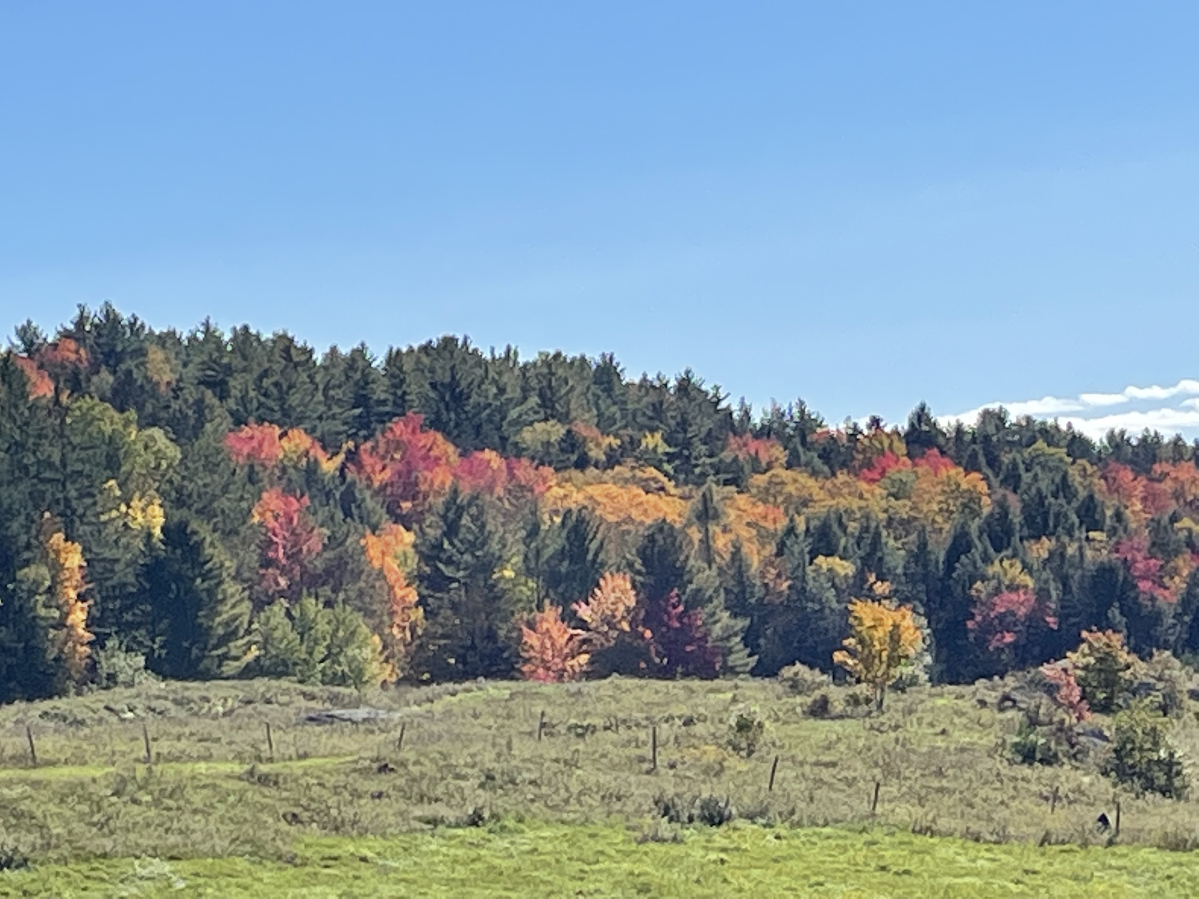 Mixed green, yellow, orange, and red foliage showing uneven fall color progression