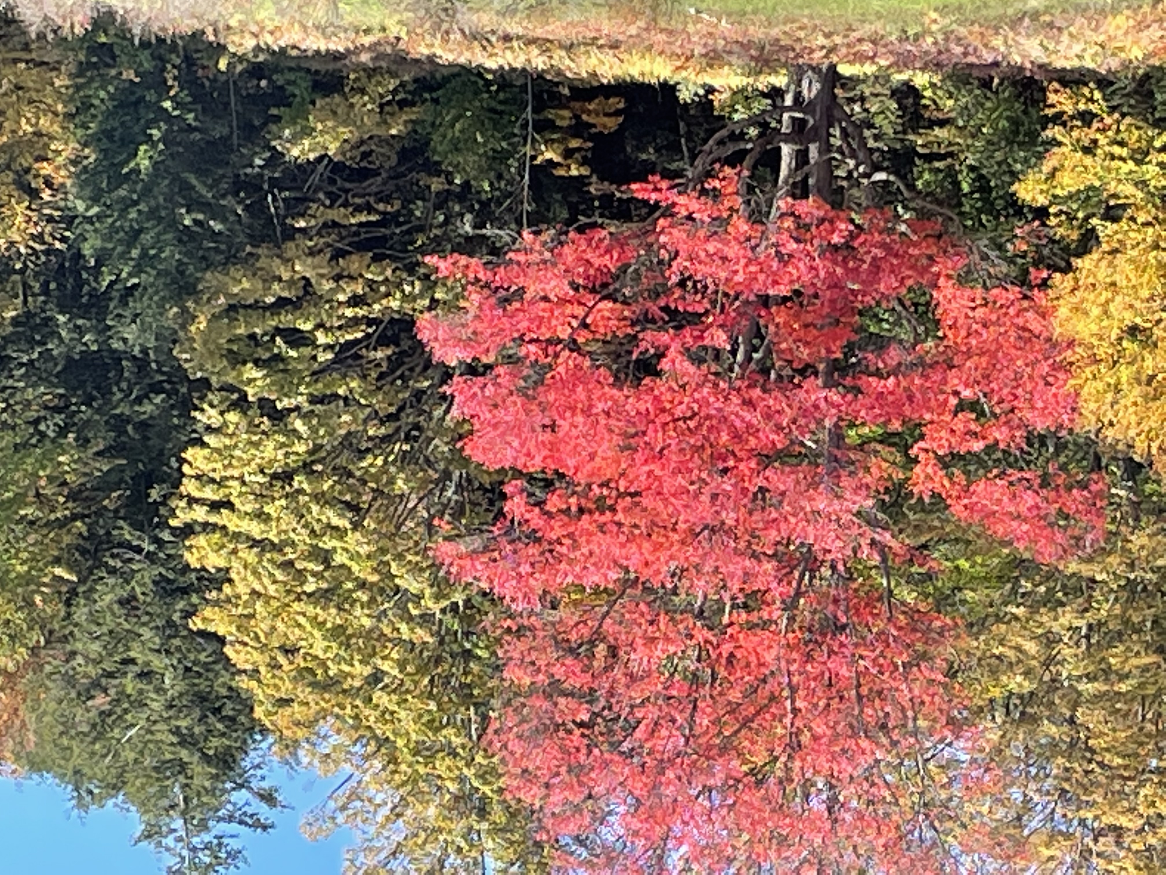 Brilliant red autumn leaves against a North Georgia forest