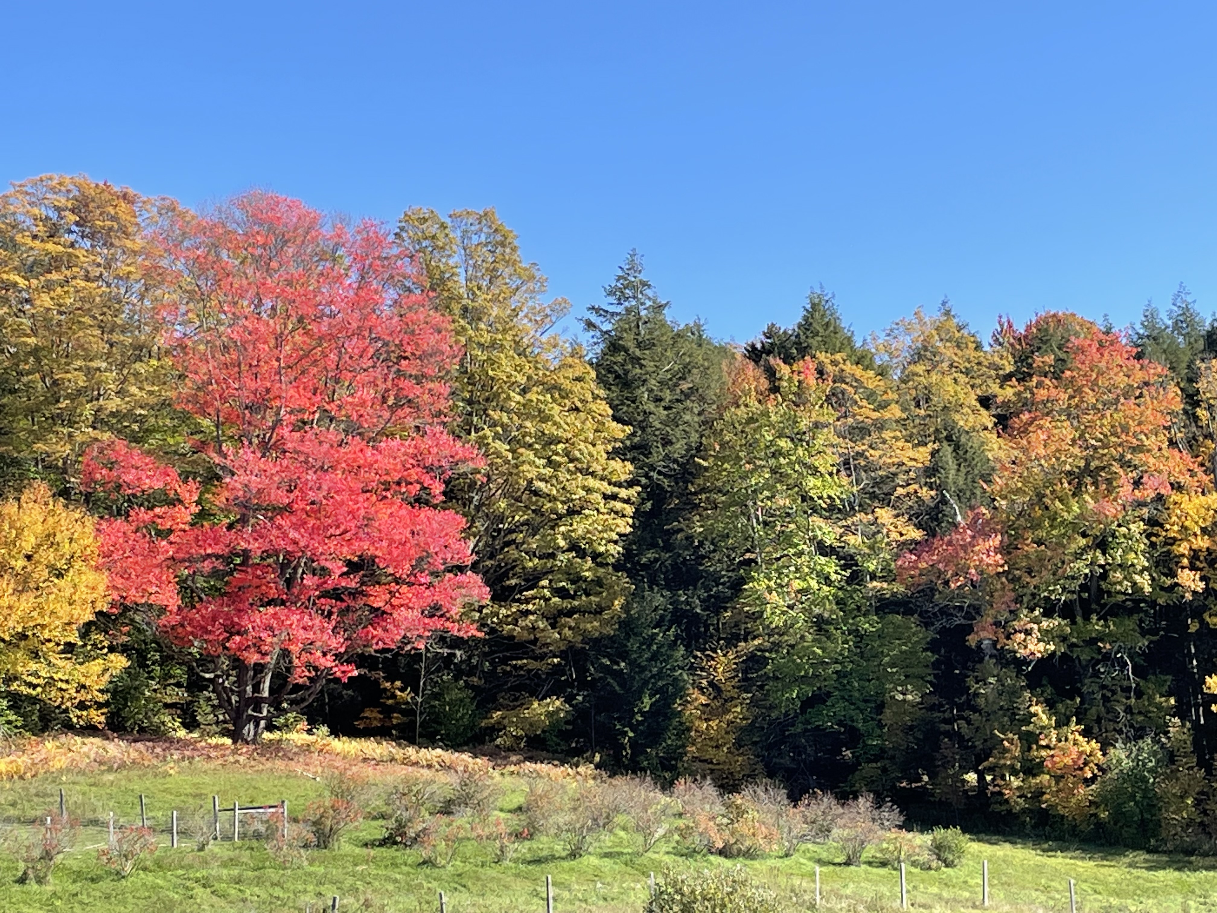 Bright red, orange, and gold fall foliage in North Georgia