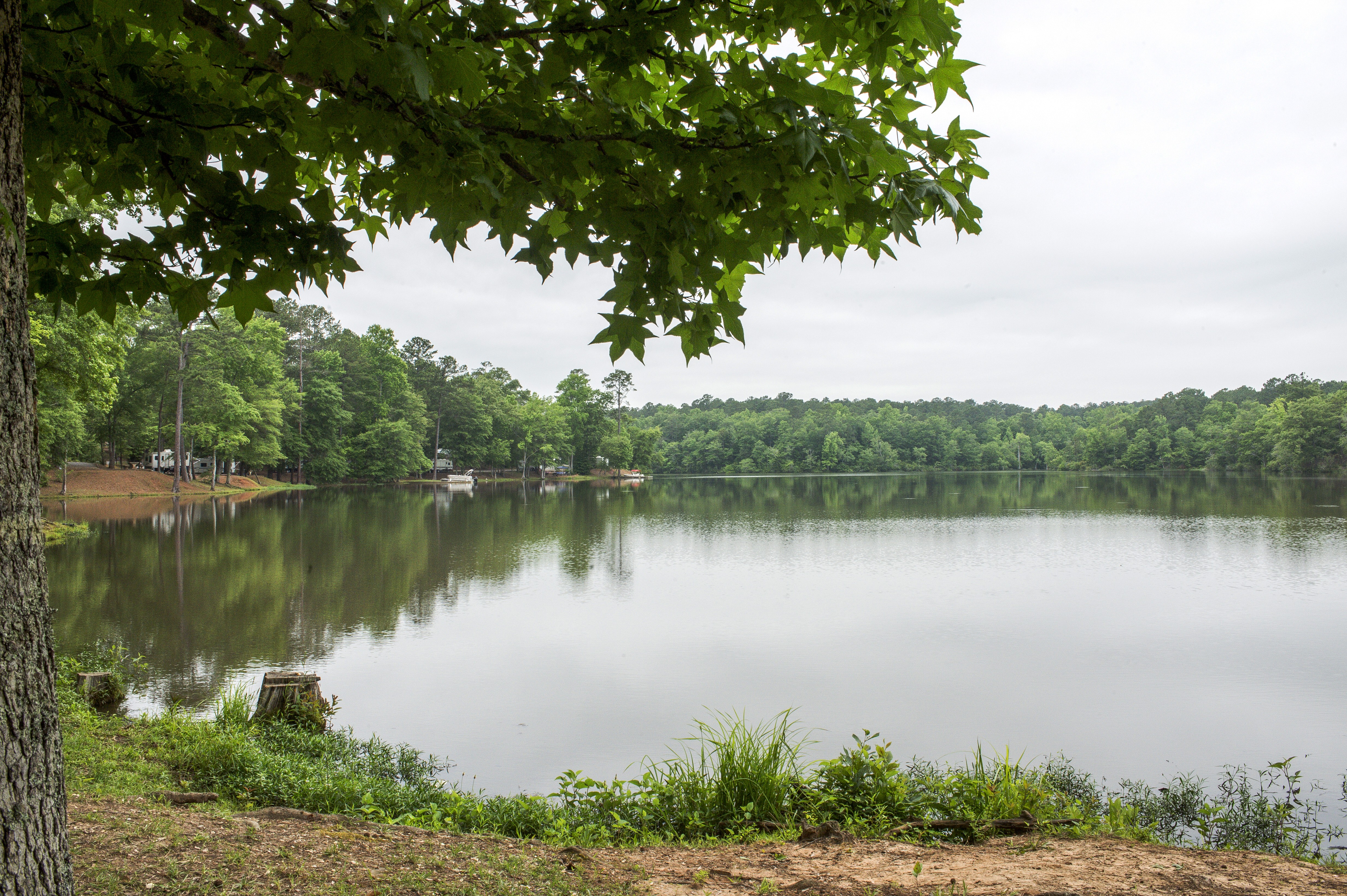 Lake Harding scenery