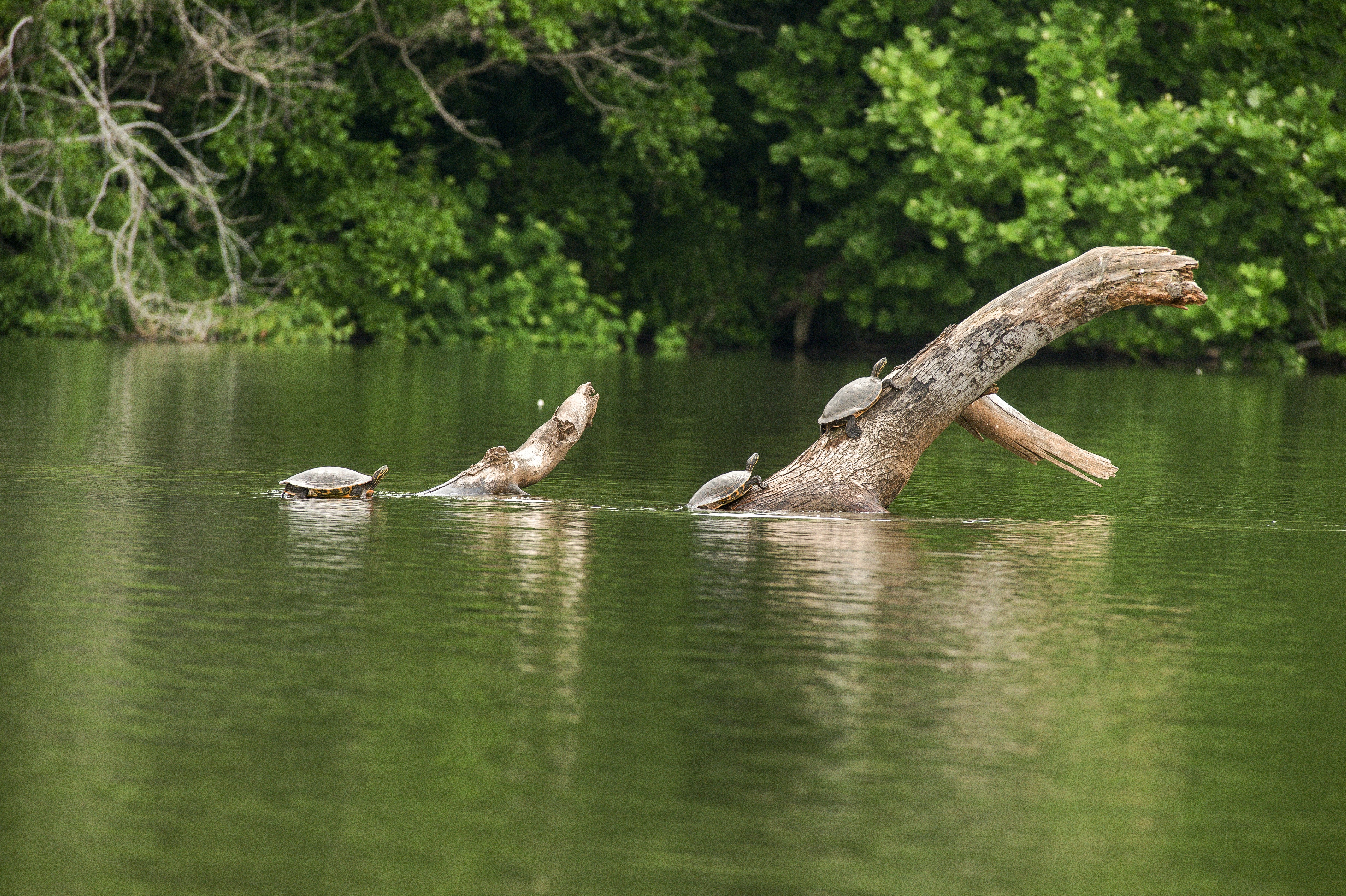 Lake Oliver scenery