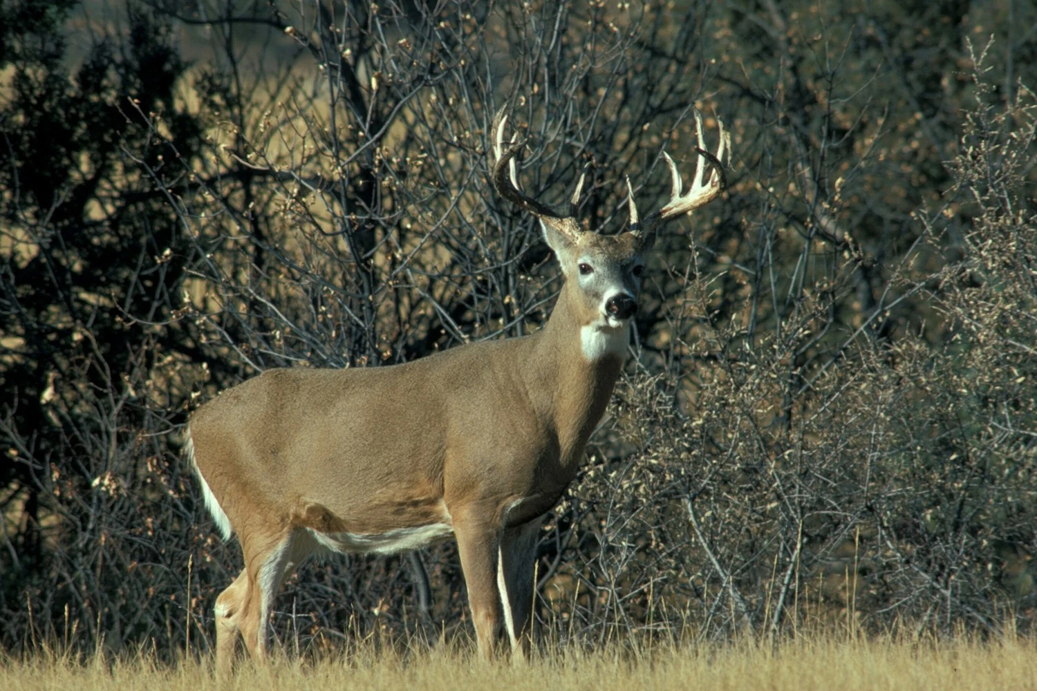 Hunting